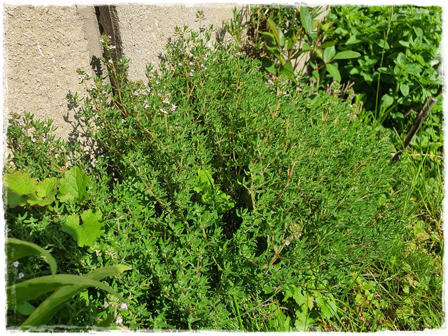 Ogród w stylu śródziemnomorskim 31