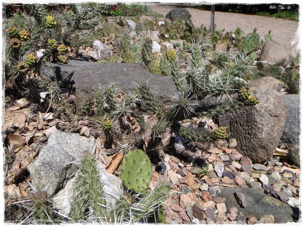 Ogród w stylu śródziemnomorskim 32