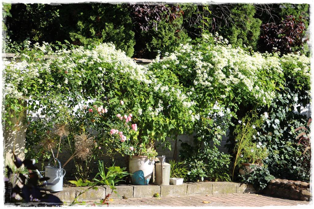 Ogród w stylu śródziemnomorskim 37b