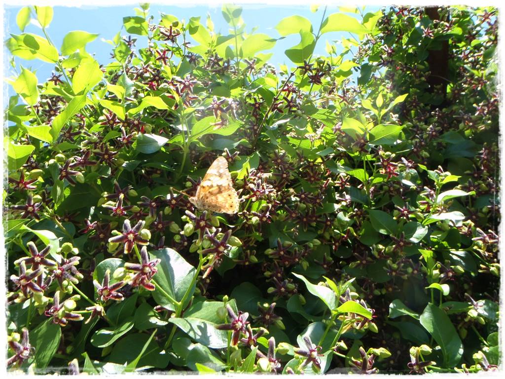 Ogród w stylu śródziemnomorskim 38