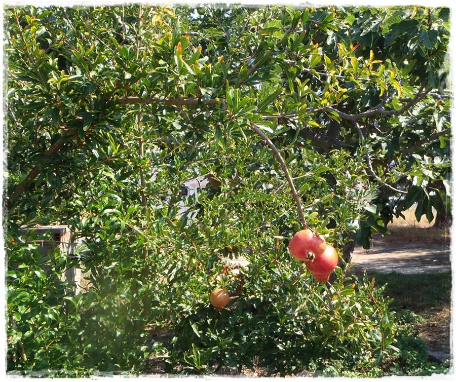 Ogród w stylu śródziemnomorskim 41