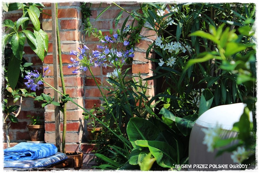 Ogród w stylu śródziemnomorskim 43