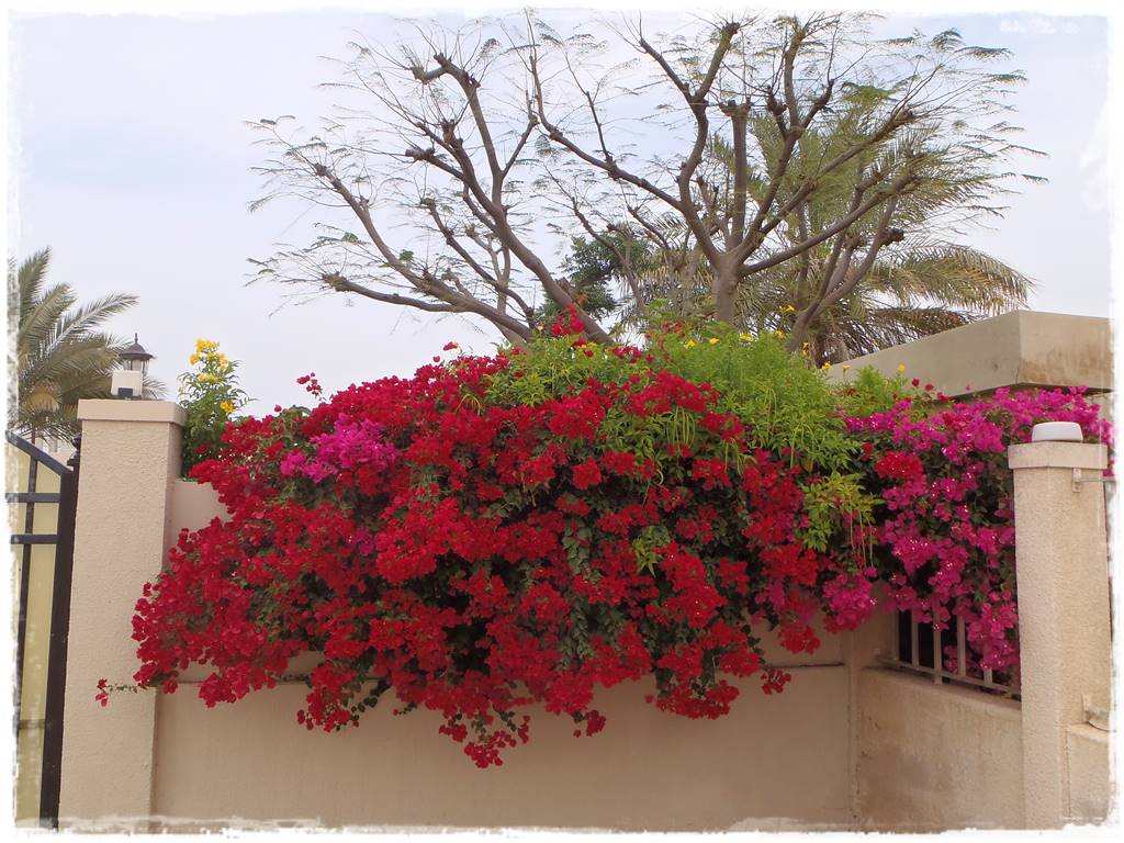 Ogród w stylu śródziemnomorskim 44