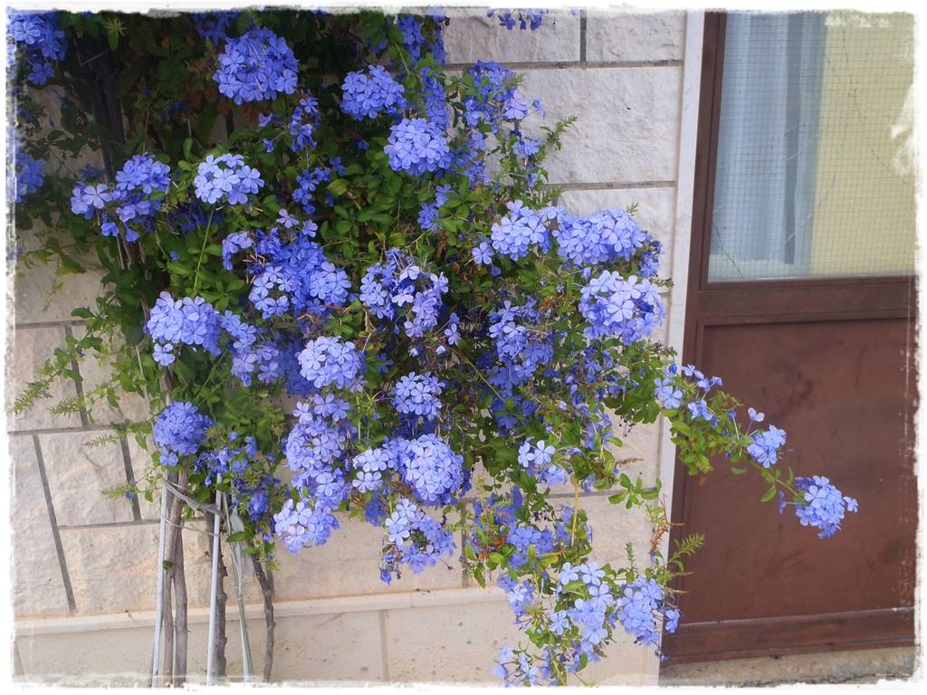 Ogród w stylu śródziemnomorskim 45