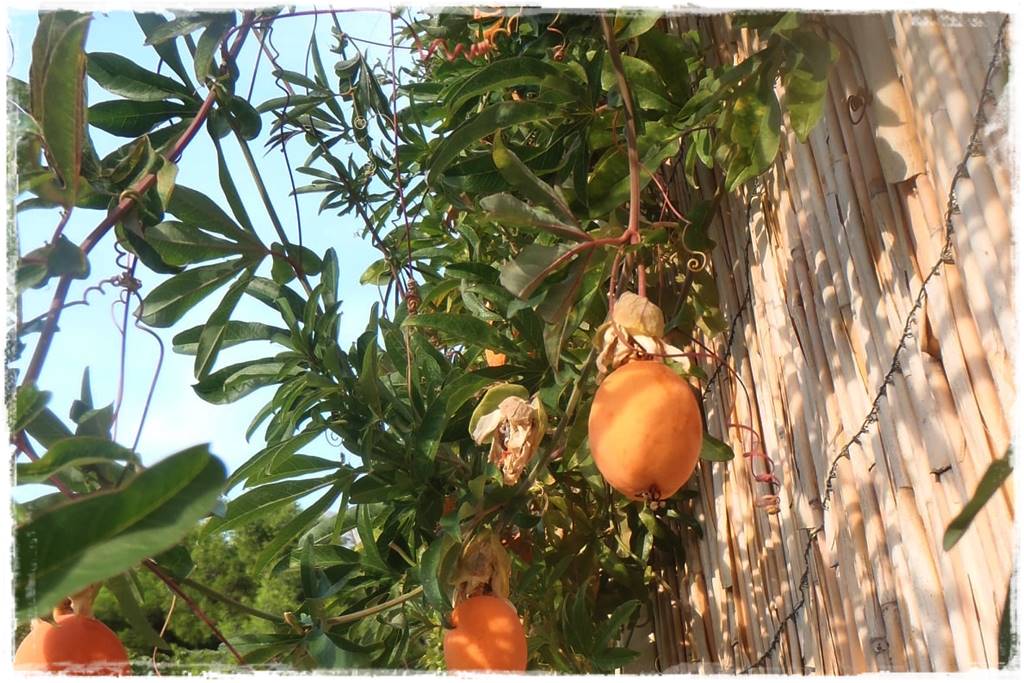 Ogród w stylu śródziemnomorskim 46