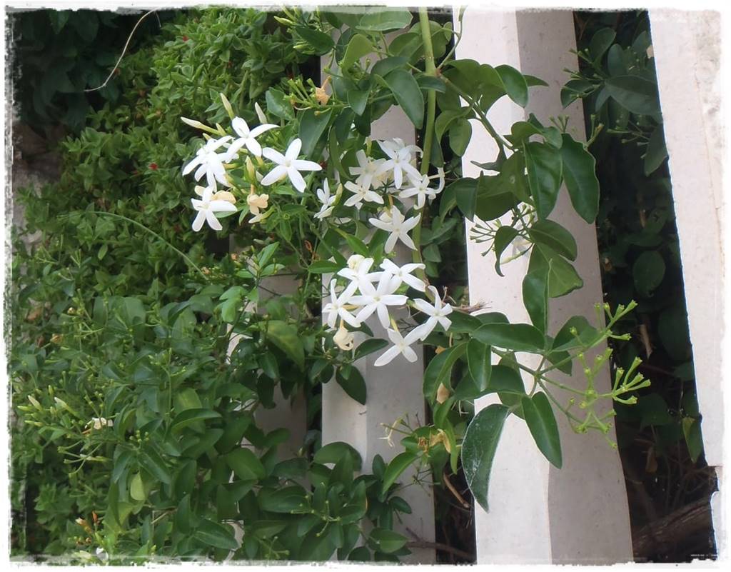 Ogród w stylu śródziemnomorskim 48