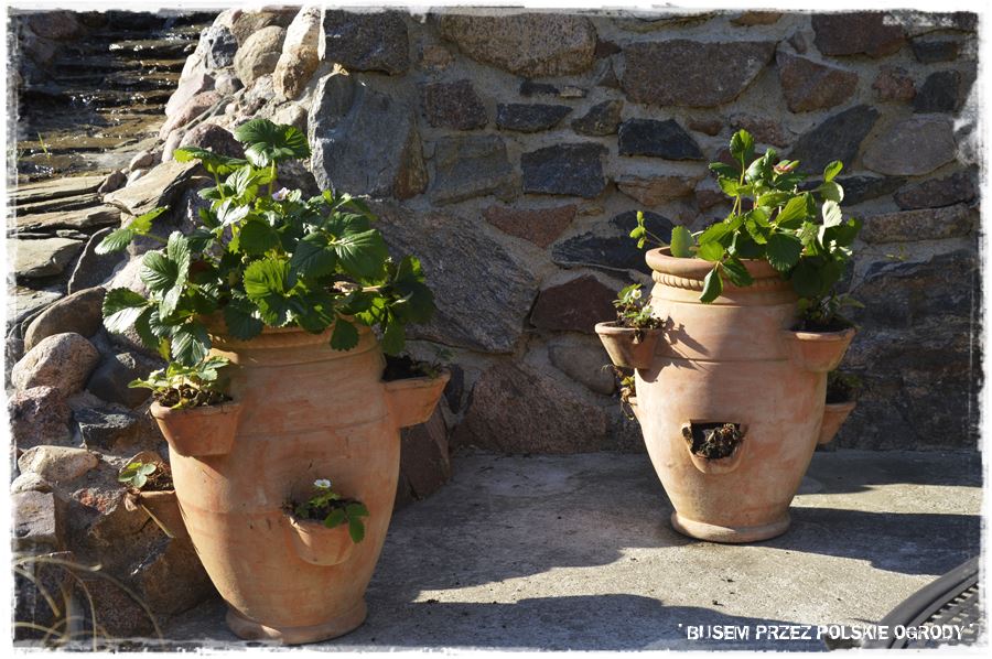 Ogród w stylu śródziemnomorskim 56