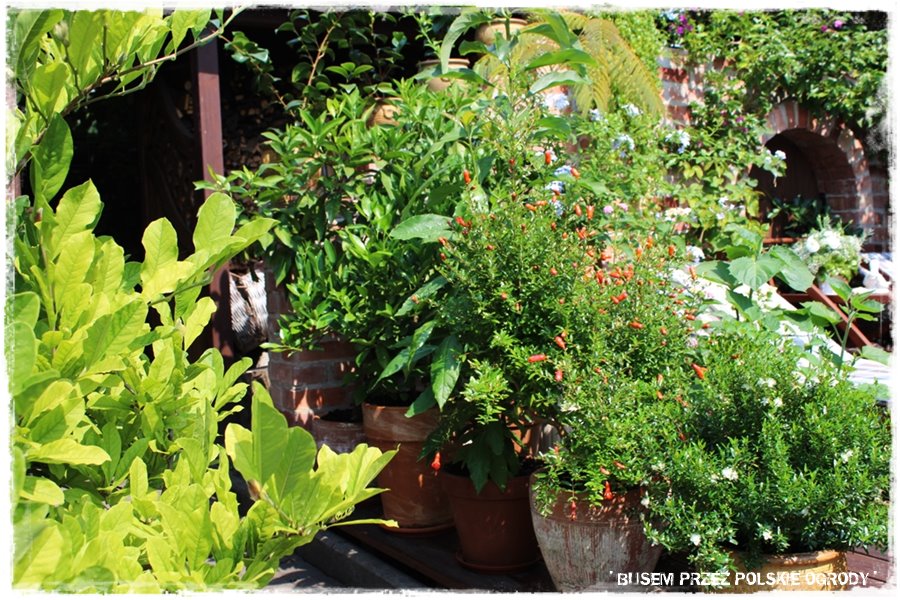 Ogród w stylu śródziemnomorskim 57