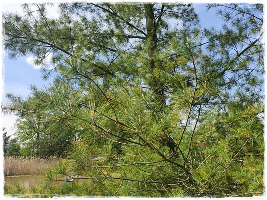 Ogród w stylu śródziemnomorskim 7