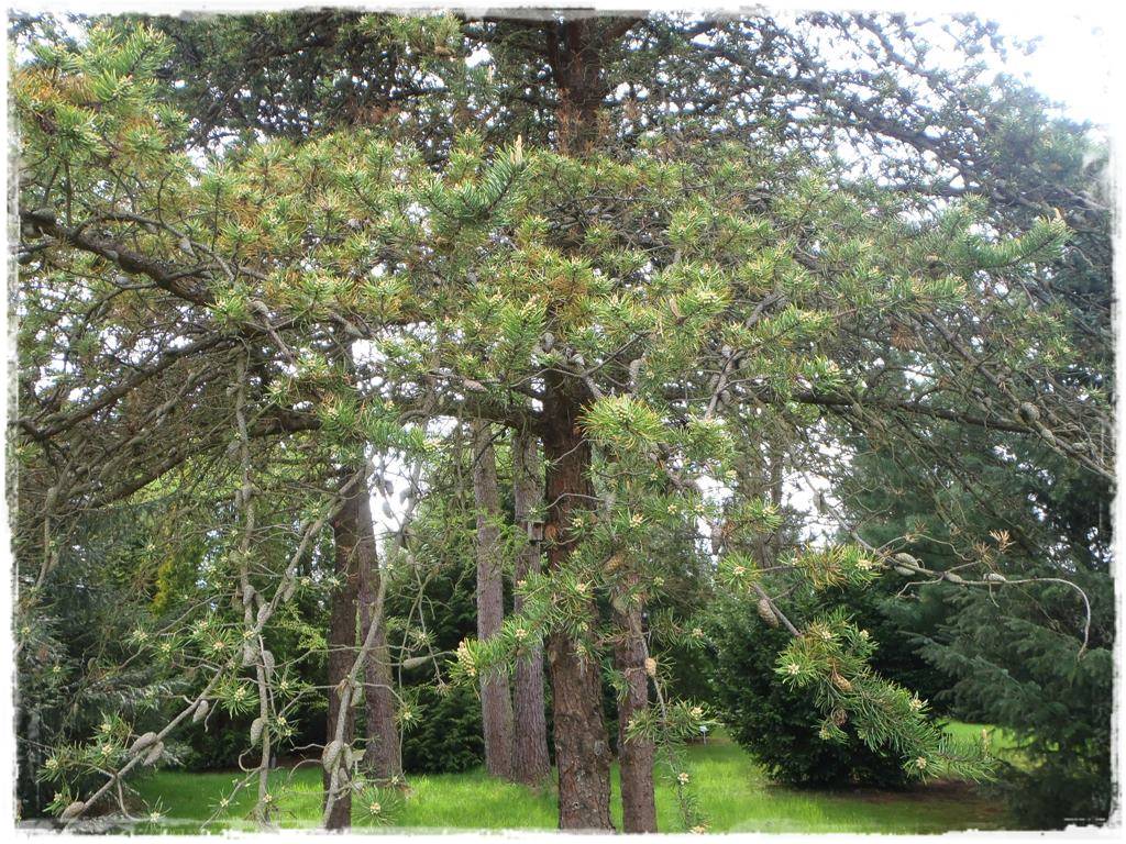 Ogród w stylu śródziemnomorskim 8b