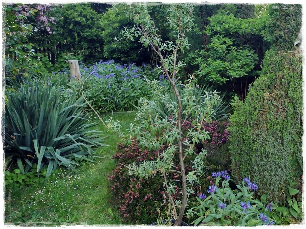 Ogród w stylu śródziemnomorskim 9