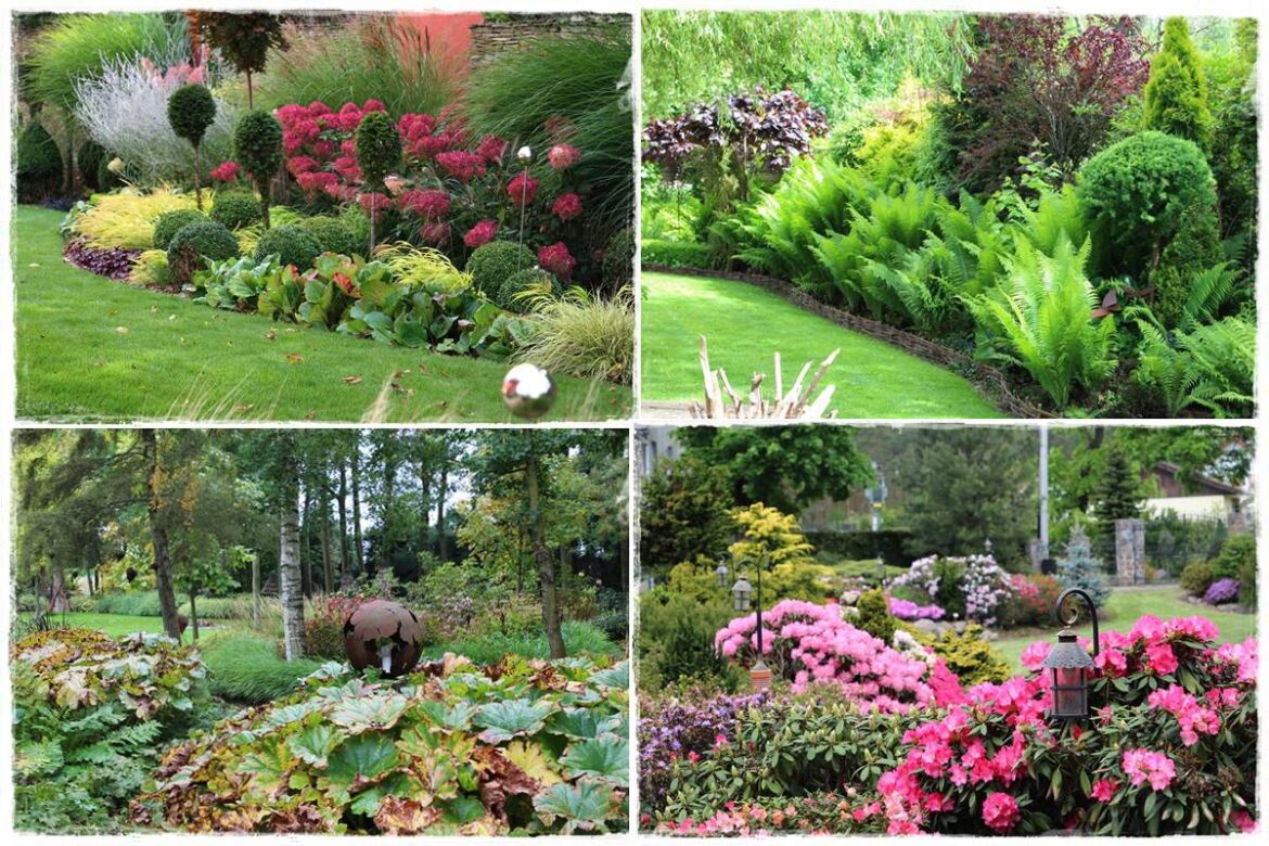 Rośliny do cienia 0