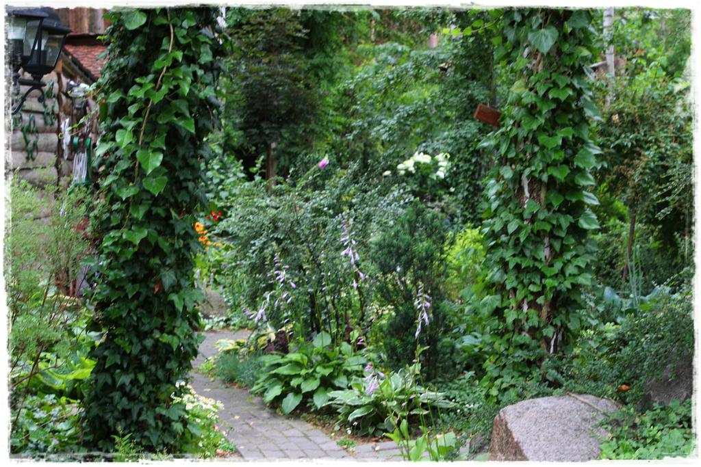 Rośliny do cienia 1