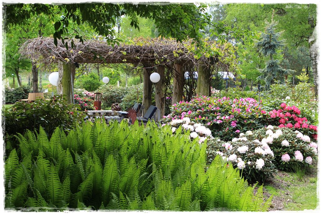 Rośliny do cienia 10