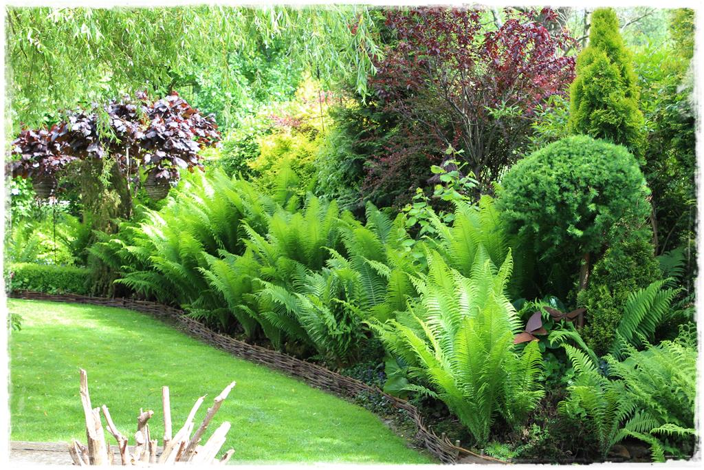 Rośliny do cienia 10aa