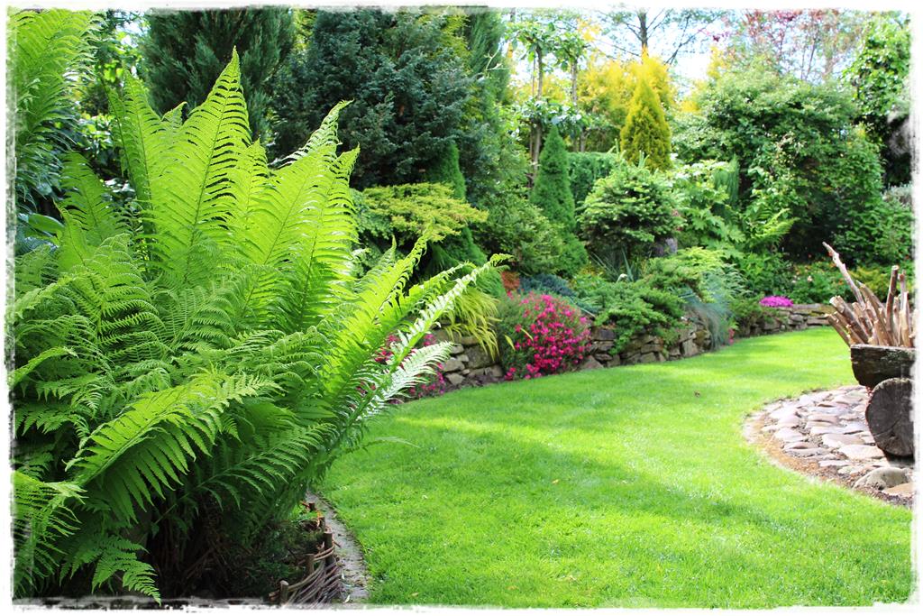 Rośliny do cienia 10b