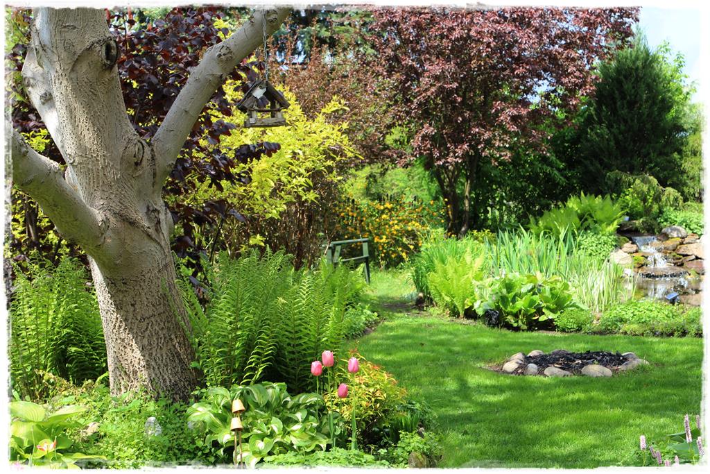 Rośliny do cienia 10d