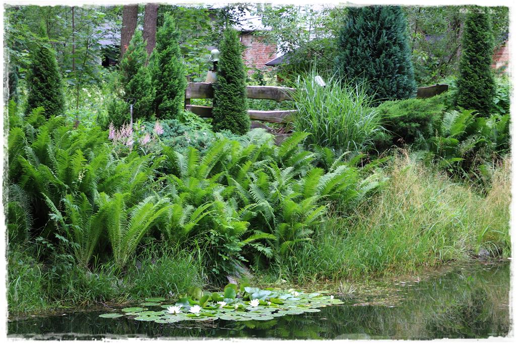 Rośliny do cienia 10f