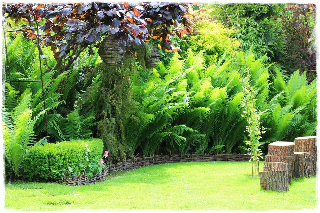 Rośliny do cienia 10g