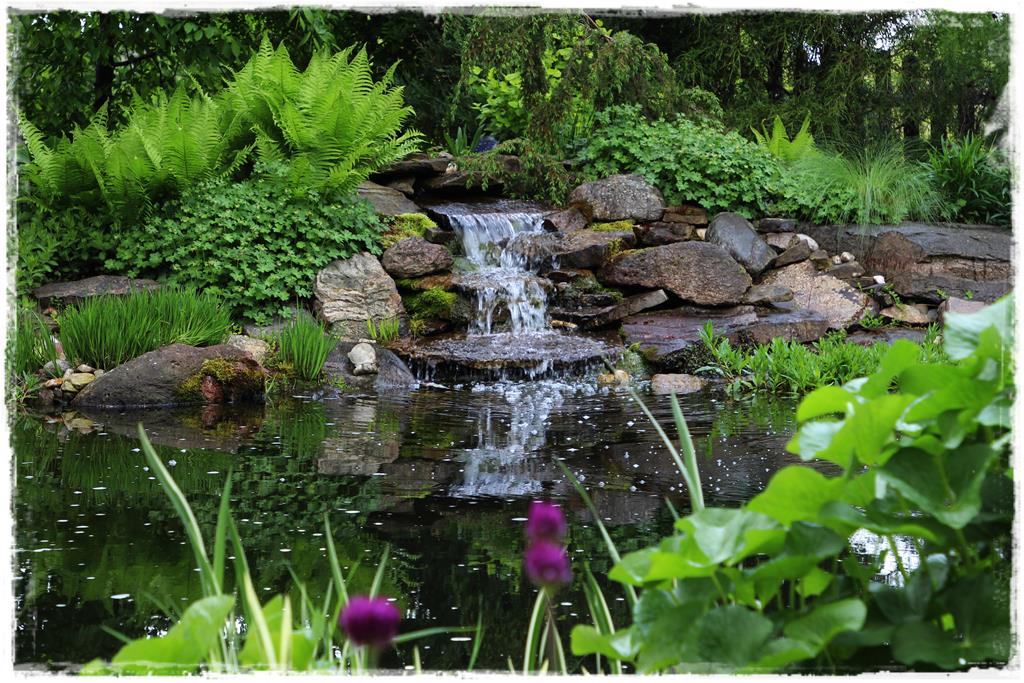 Rośliny do cienia 10i