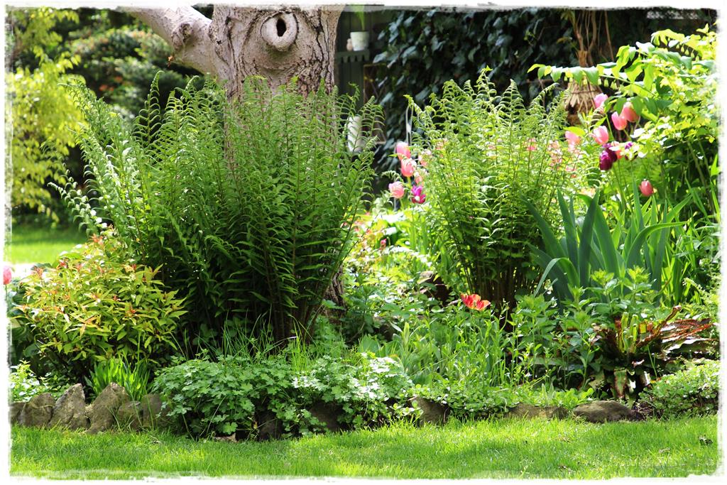 Rośliny do cienia 10k