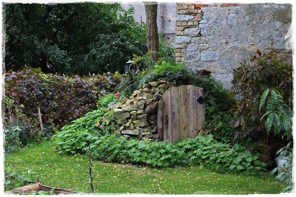 Rośliny do cienia 11