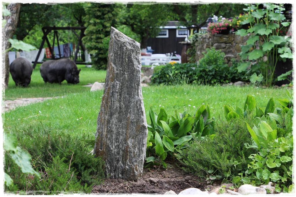 Rośliny do cienia 13