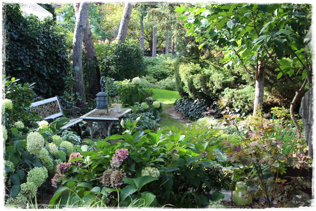 Rośliny do cienia 1aa