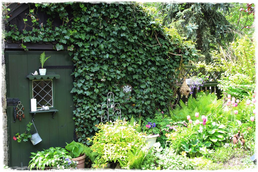 Rośliny do cienia 1c