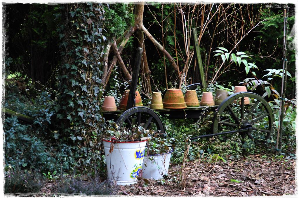 Rośliny do cienia 1d