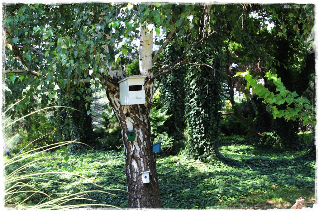 Rośliny do cienia 1m