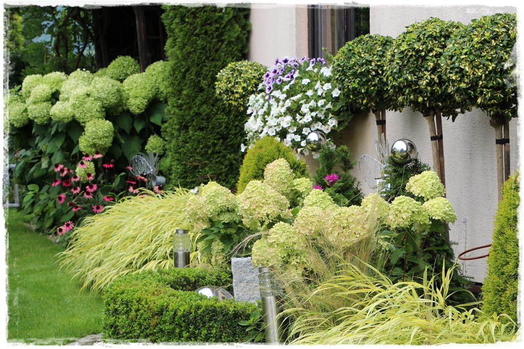 Rośliny do cienia 2d