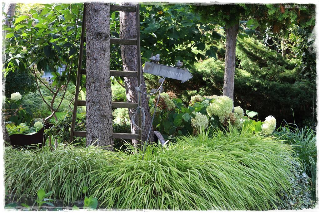 Rośliny do cienia 2h