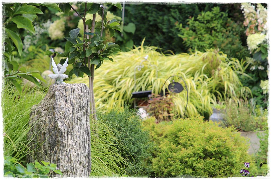 Rośliny do cienia 2j