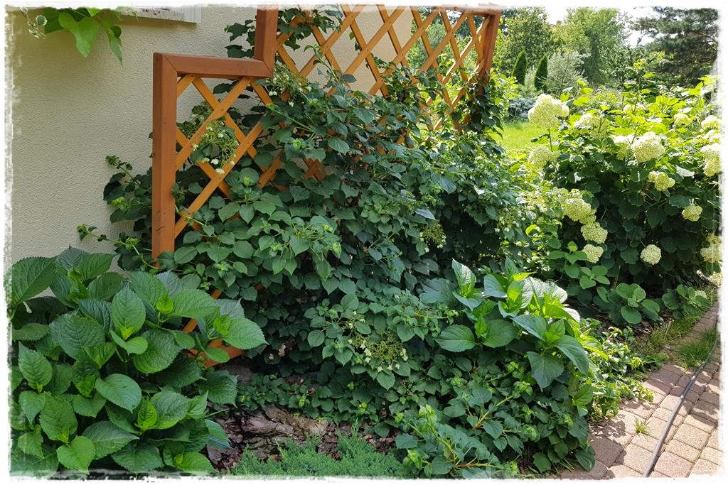 Rośliny do cienia 3aa