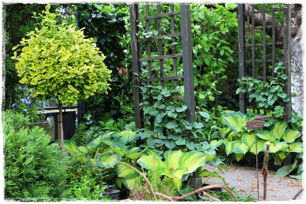 Rośliny do cienia 3b