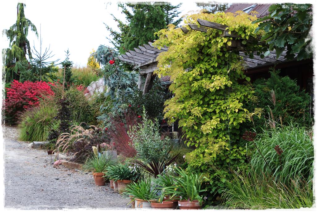 Rośliny do cienia 3d