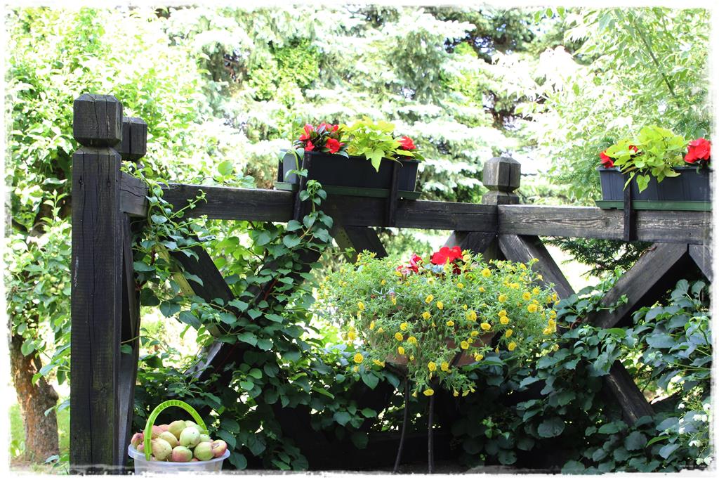 Rośliny do cienia 3f