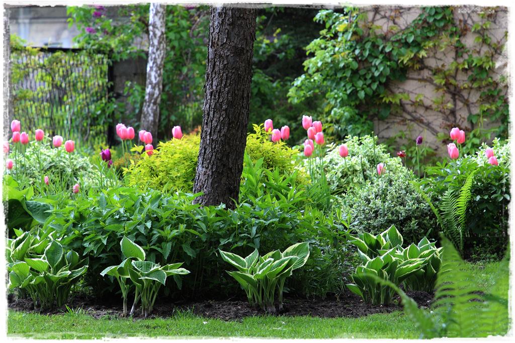 Rośliny do cienia 4aa