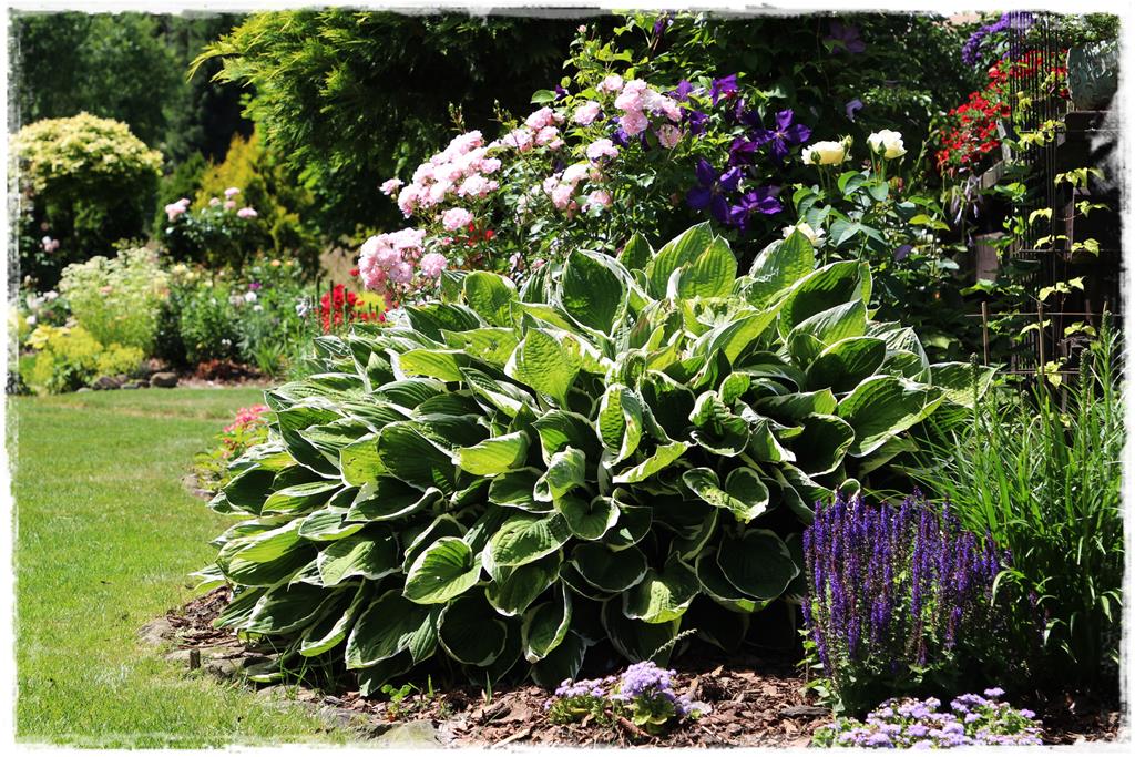 Rośliny do cienia 4e