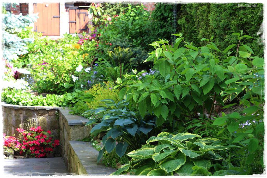 Rośliny do cienia 4g