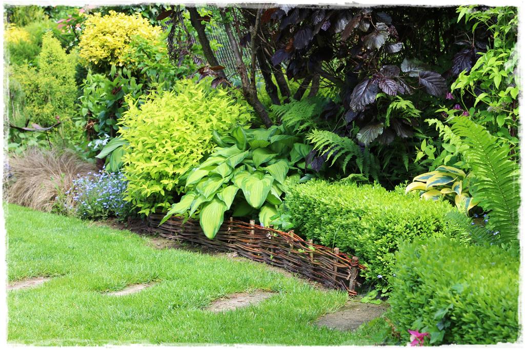 Rośliny do cienia 4h