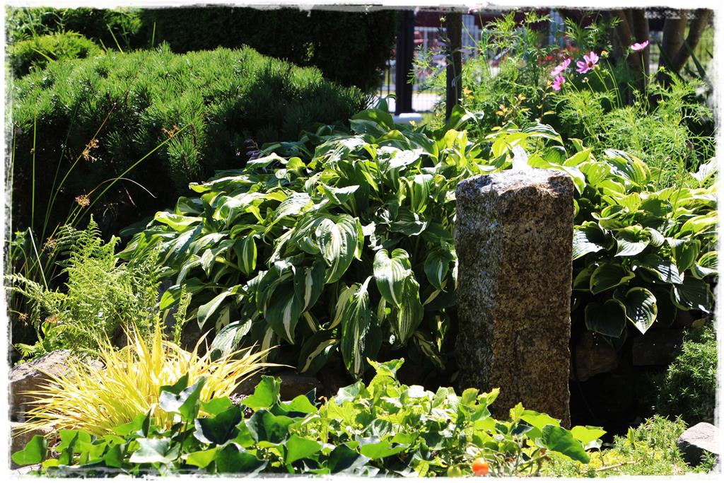 Rośliny do cienia 4i