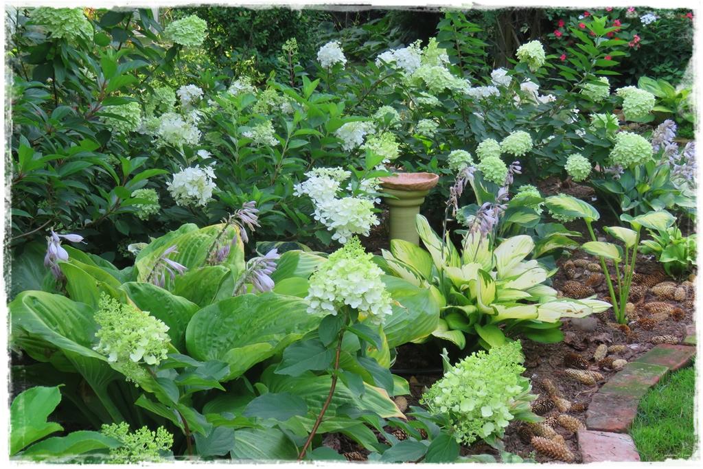 Rośliny do cienia 4j