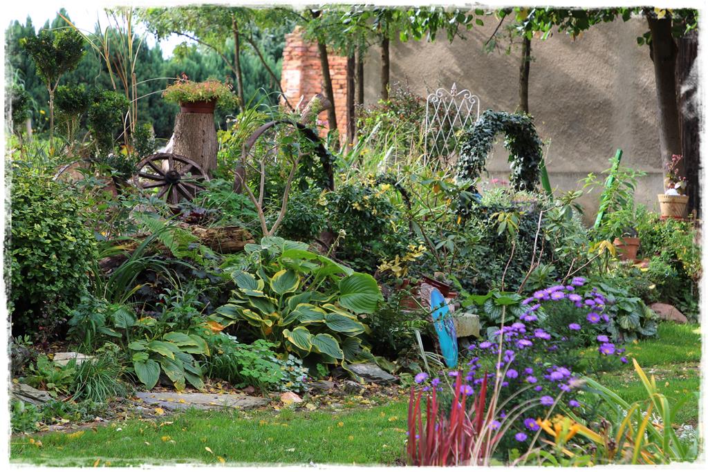 Rośliny do cienia 4l