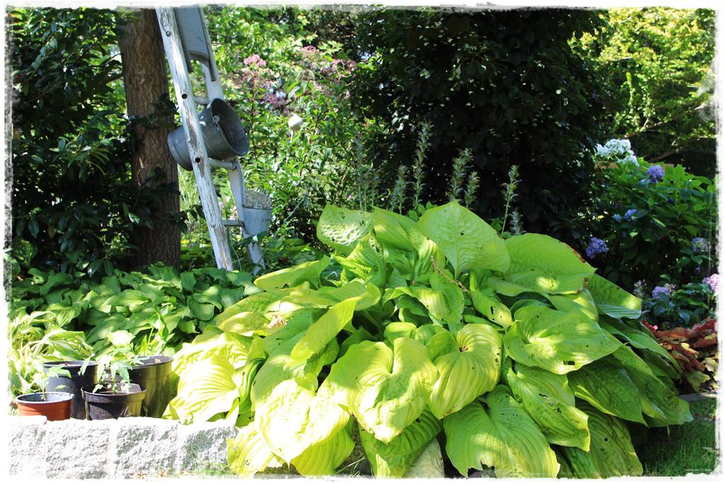 Rośliny do cienia 4m