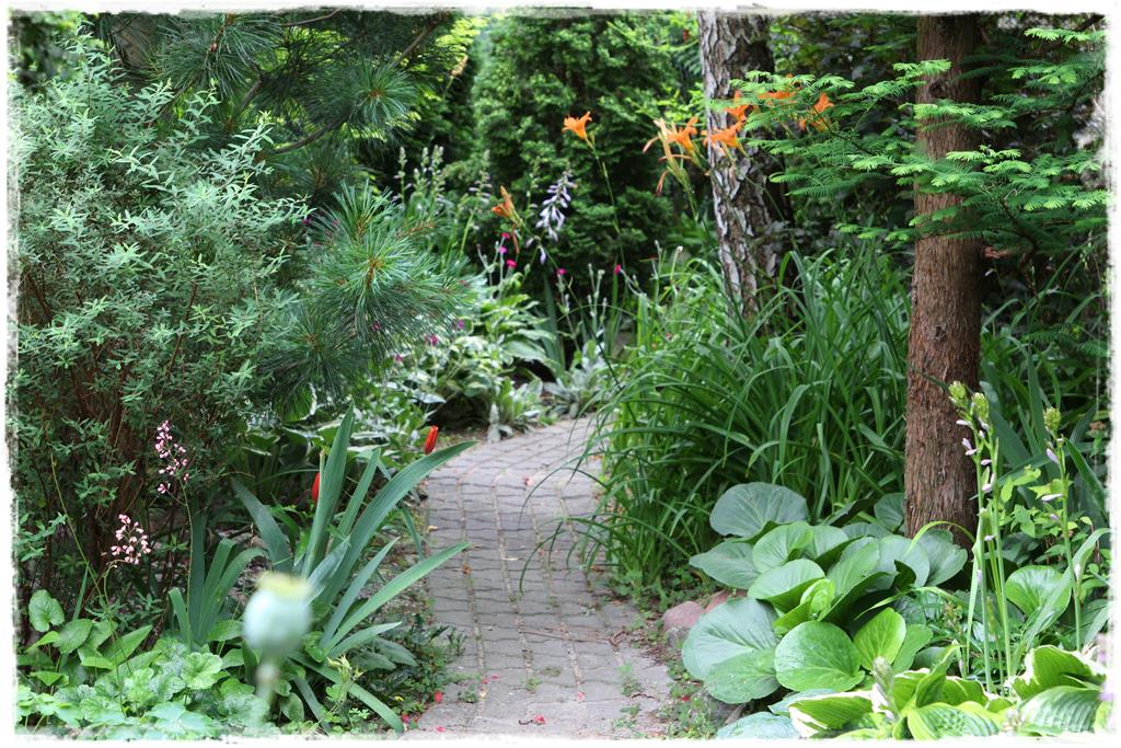 Rośliny do cienia 5aa