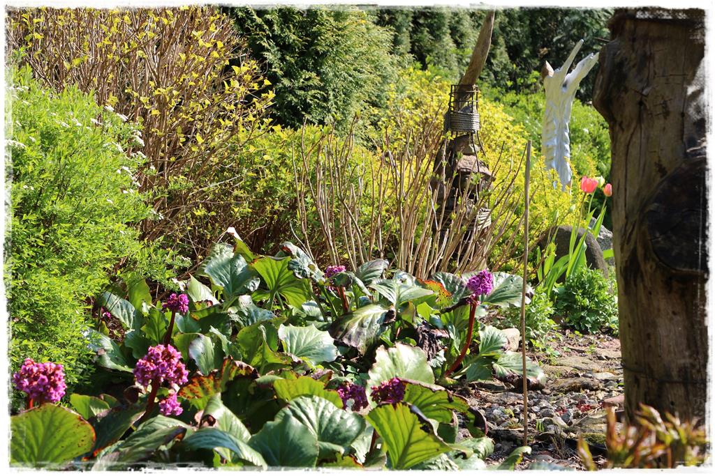 Rośliny do cienia 5b