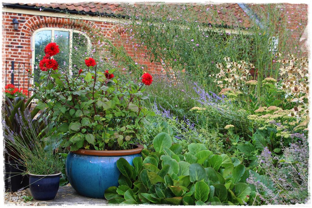 Rośliny do cienia 5f