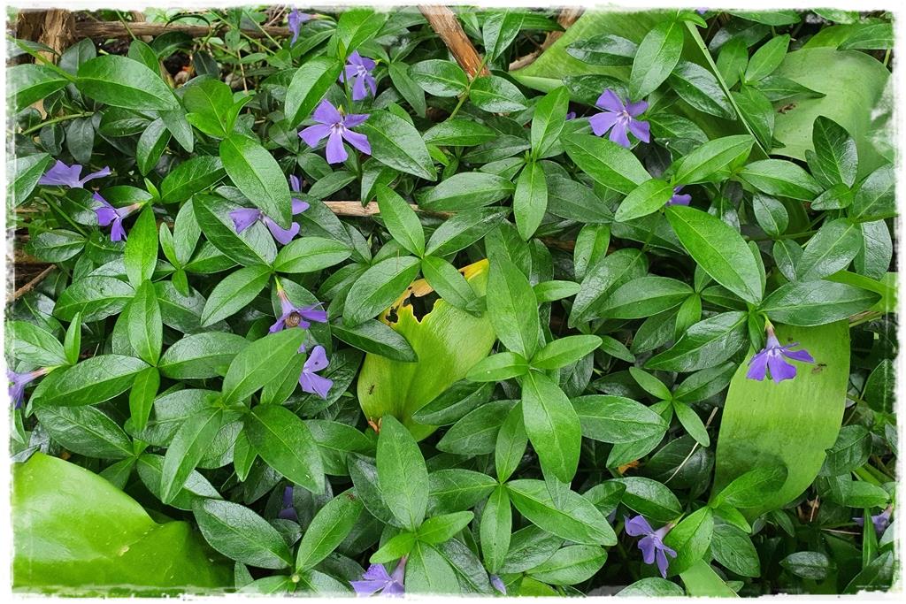 Rośliny do cienia 6b